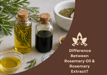  Difference Between Rosemary Oil & Rosemary Extract