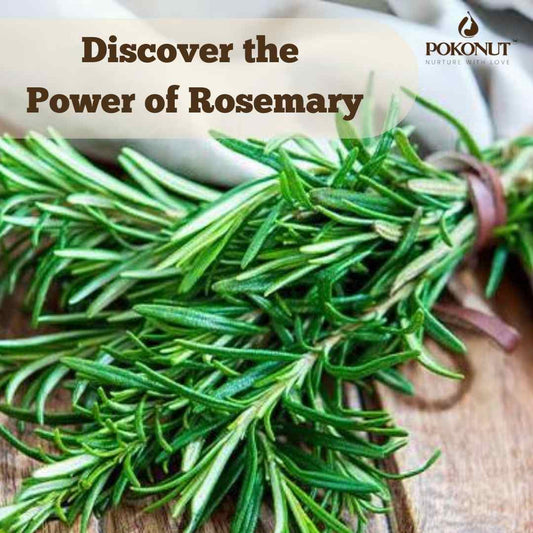 Rosemary Plant with POKONUT LOGO