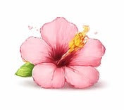 Hibiscus